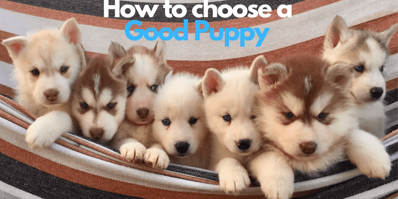 How To Choose A Good Puppy