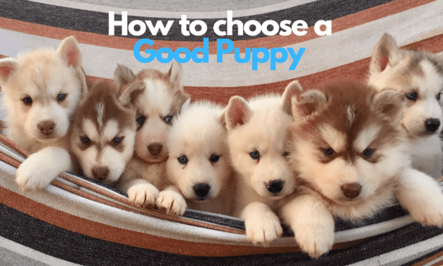 How To Choose A Good Puppy