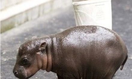 Little Hippo