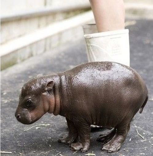 Little Hippo