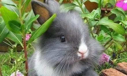 Bunny and flowers