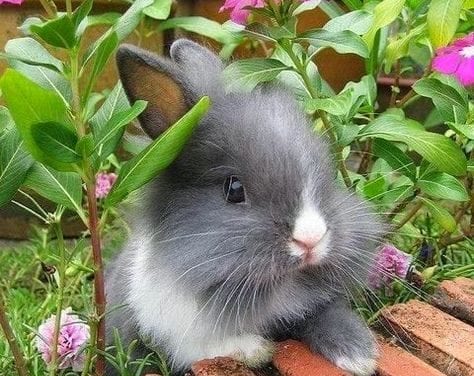 Bunny and flowers