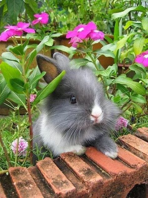 Bunny and flowers