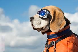 8 Best Dog Sunglasses for the Summer