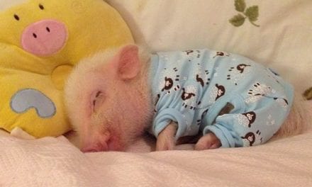 Night little piggie