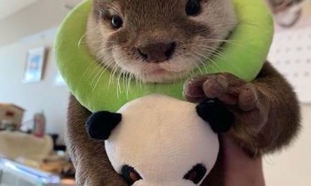 Otter of the day!
