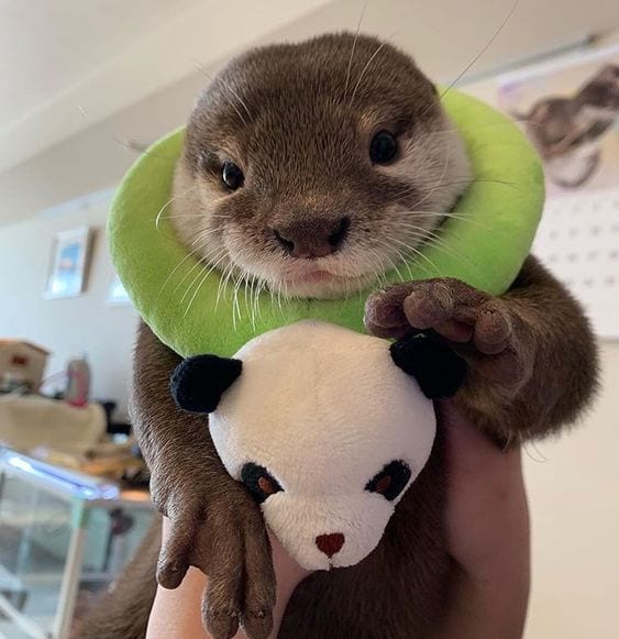 Otter of the day!