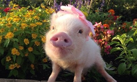 Flower pig