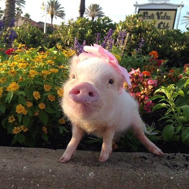 Flower pig