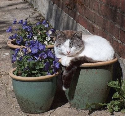 Best time to plant a cat