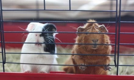 9 Best Guinea Pig/Rabbit Cages