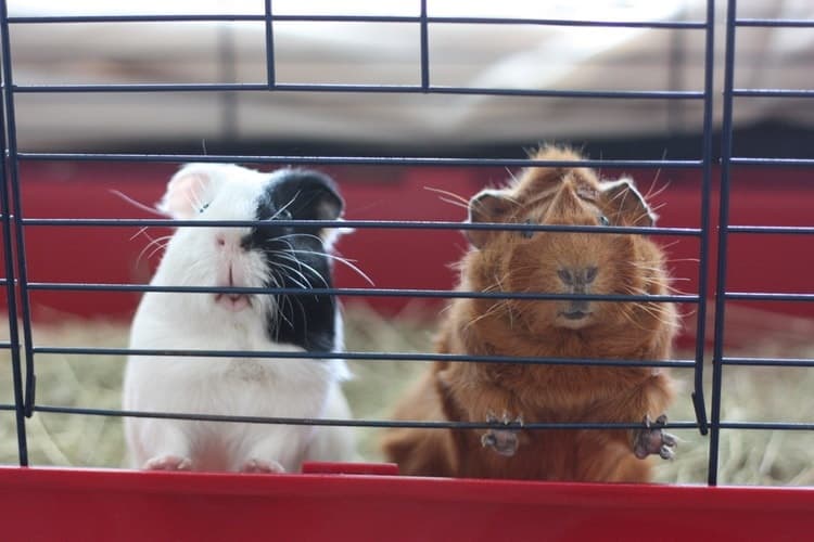 9 Best Guinea Pig/Rabbit Cages