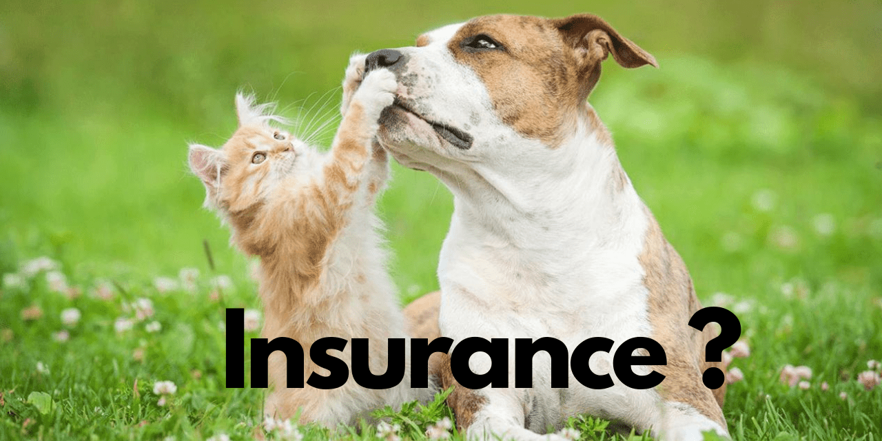 How to Choose the Right Pet Insurance