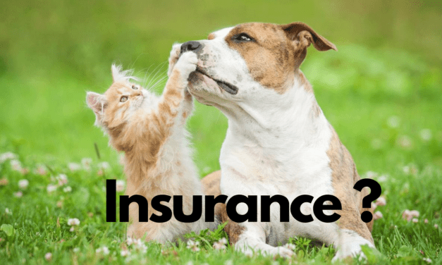 How to Choose the Right Pet Insurance