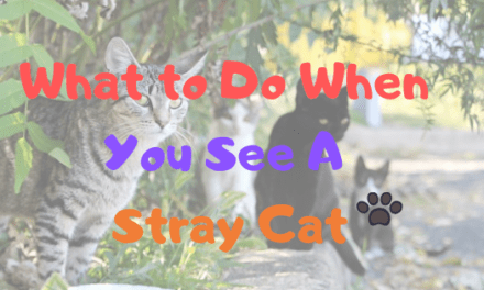 What To Do When You Find A Stray Cat