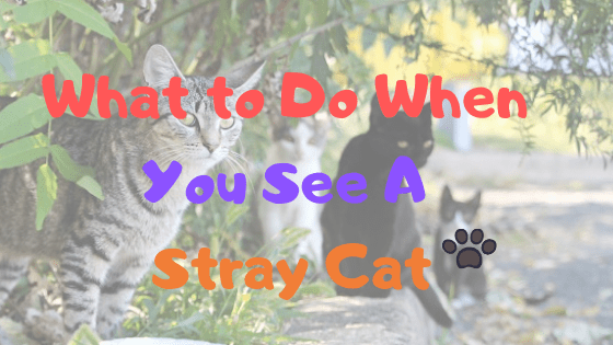 What To Do When You Find A Stray Cat