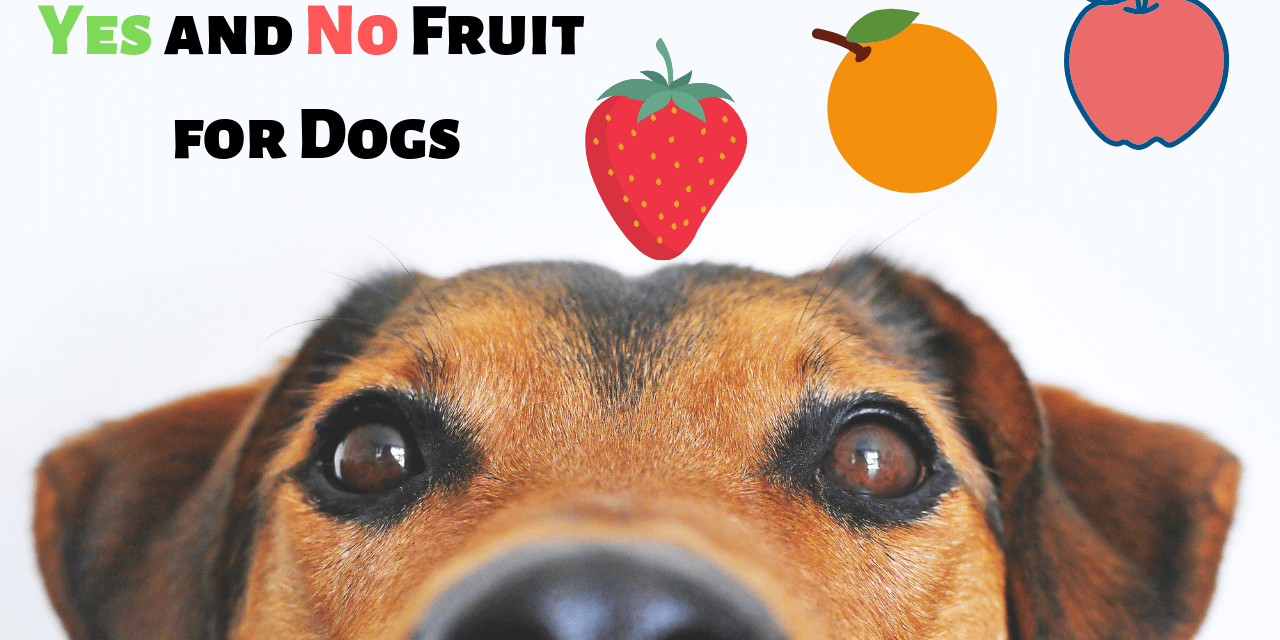 What Fruit Dog Can/Can’t EAT?
