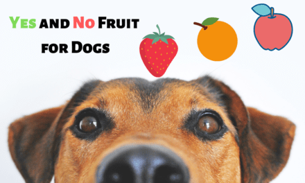 What Fruit Dog Can/Can’t EAT?