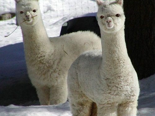 Alpaca puffs