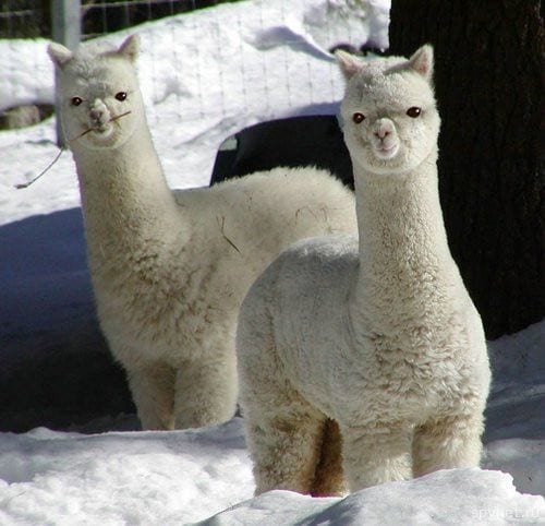 Alpaca puffs