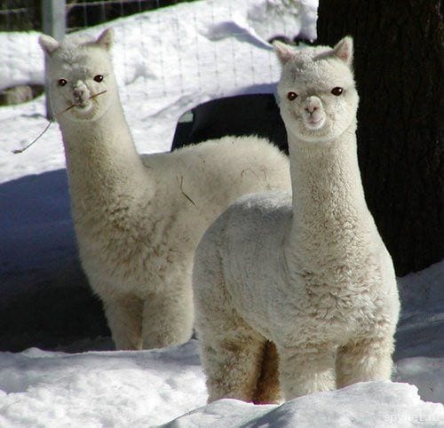 Alpaca puffs