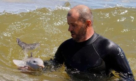 Baby Dolphin