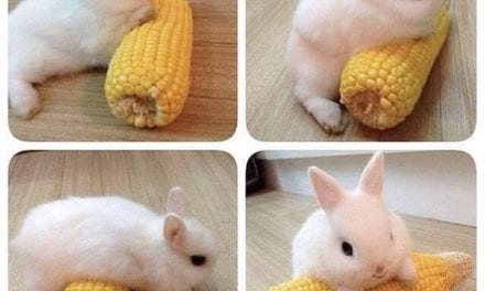 Bunny Rolling on Corn