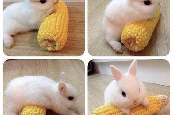 Bunny Rolling on Corn