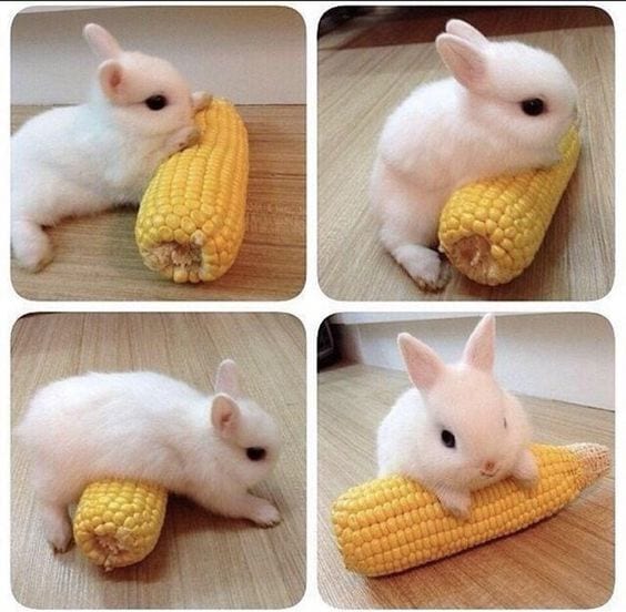 Bunny Rolling on Corn