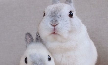 Cute bunnies~