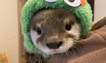 Otter of the Week!