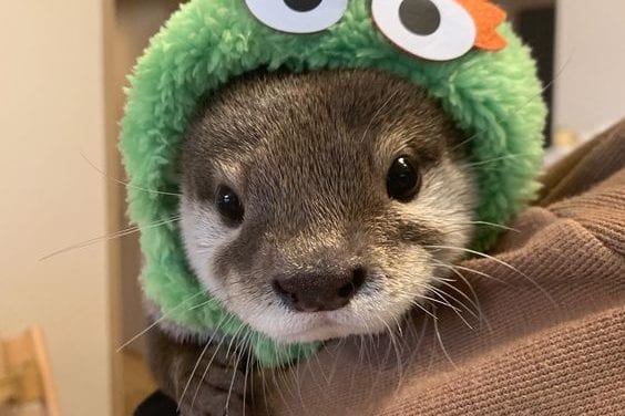 Otter of the Week!
