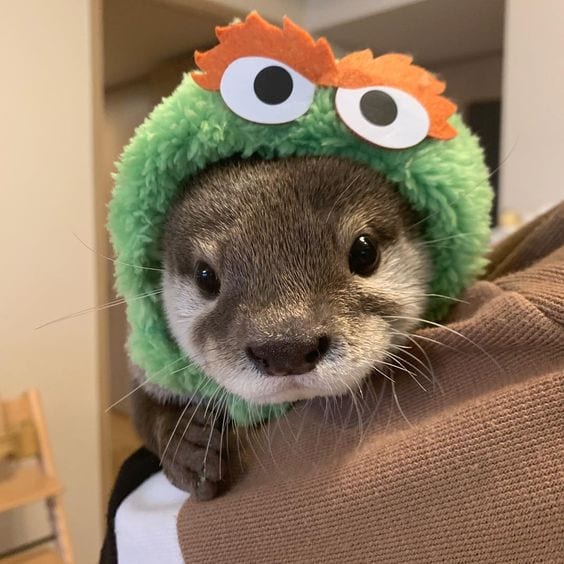 Otter of the Week!