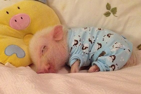 Sleepy little piglet