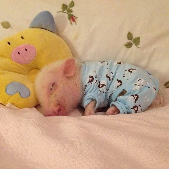 Sleepy little piglet