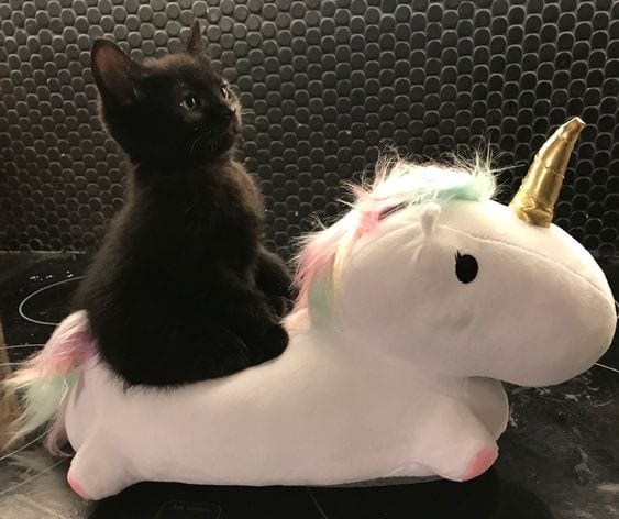 Onward Noble Steed!