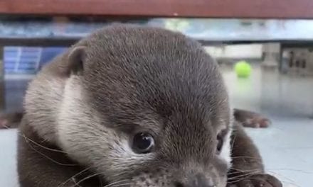Otter of the week~