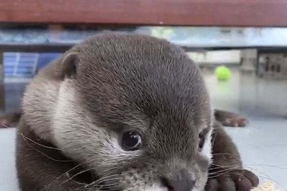 Otter of the week~