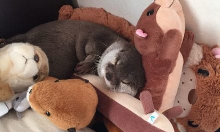 Otter and her friends