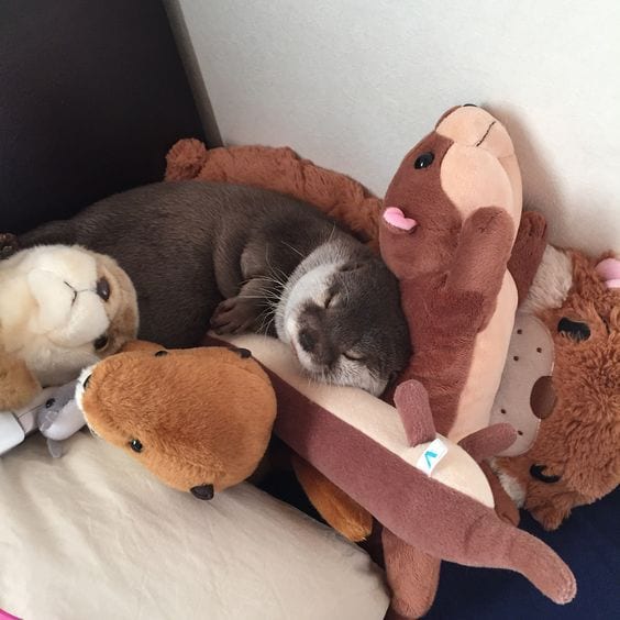 Otter and her friends