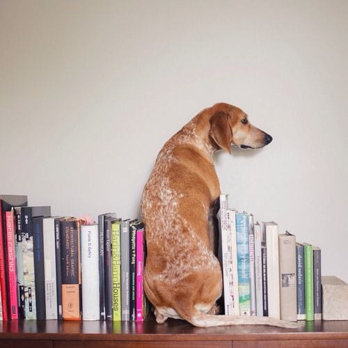 Dog book stand