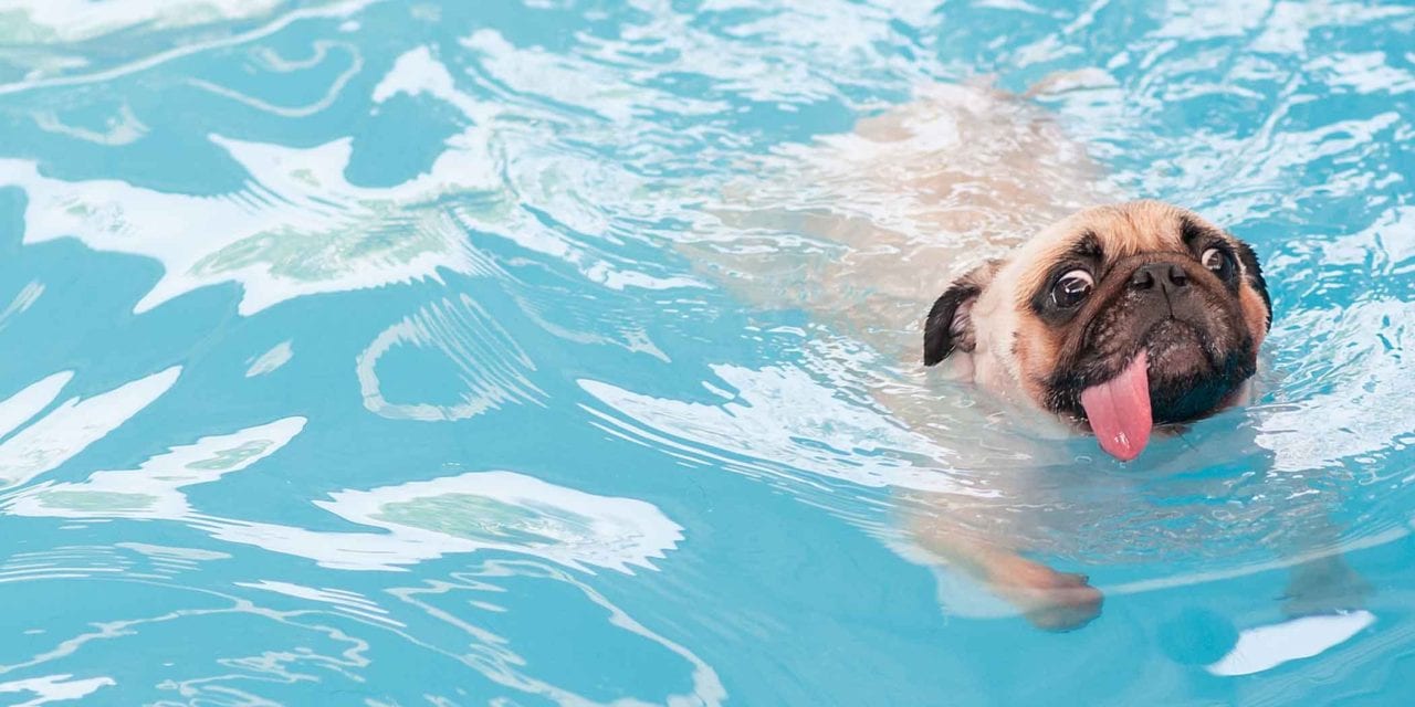 9 Best Dog Swimming Pool
