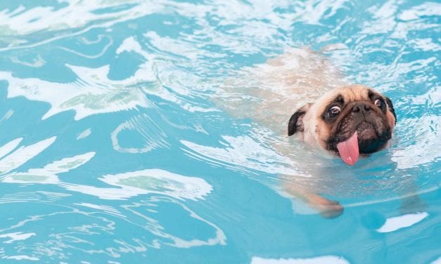 9 Best Dog Swimming Pool for a Splashed Summer