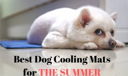 8 Best Dog Cooling Mats for the Summer