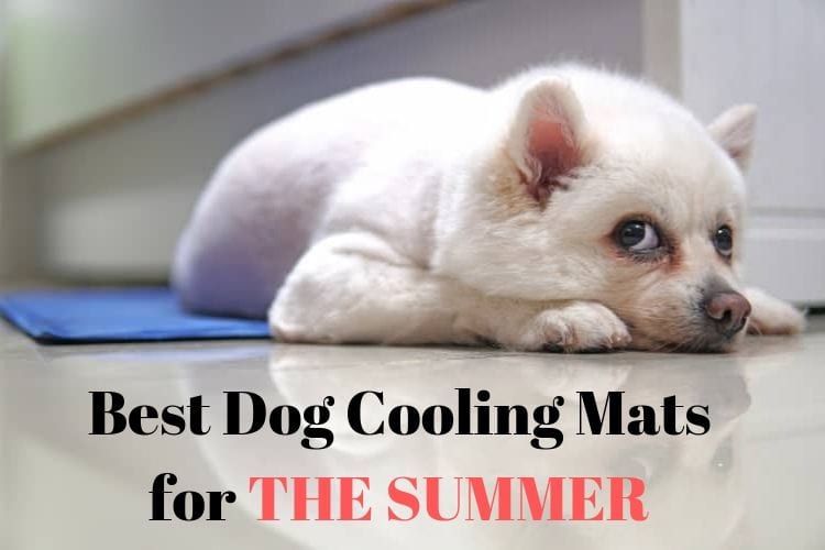 8 Best Dog Cooling Mats for the Summer