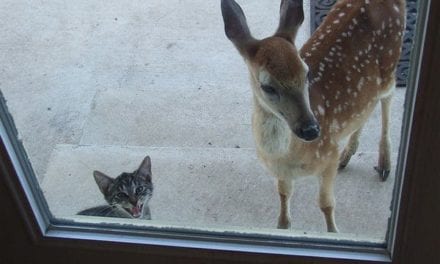 Open the door! I invited friend for dinner