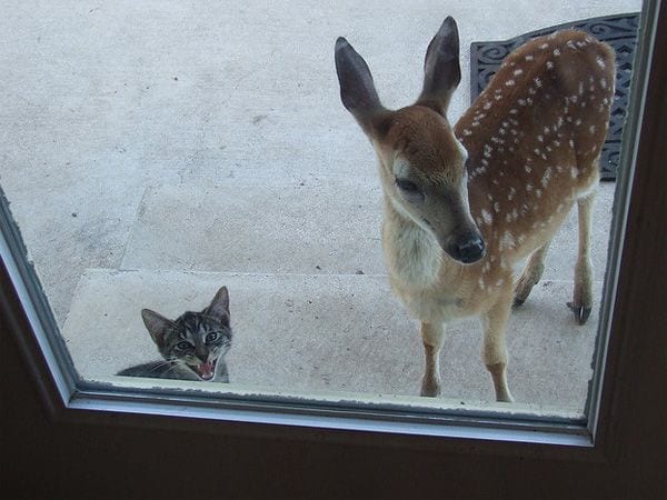 Open the door! I invited friend for dinner