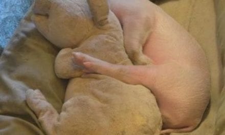 Piglet taking a nap