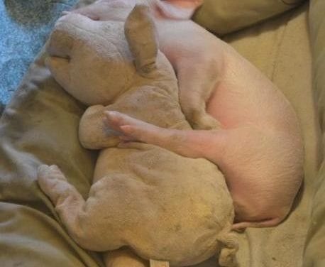 Piglet taking a nap