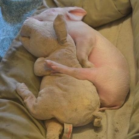 Piglet taking a nap